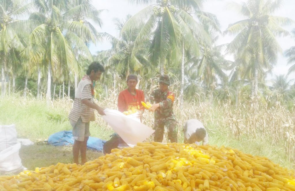 Jalin Kebersamaan, Babinsa Sangkub Dampingi Petani Panen Jagung