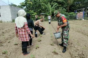 Selain Petani Padi,Serda Duwi Setiyo Dampingi Petani Sayur di Dondomon