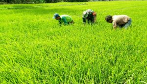 Jaga Kesuburan Padi, Serda Gatot dan Petani Bersihkan Rumput Liar