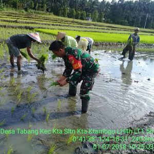 Setelah Ibadah di Gereja Anggota TNI Ini Bantu Petani Tanam Padi
