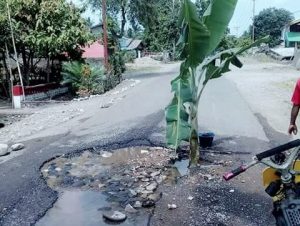 Warga Konarom Tanam Pisang di Jalan Rusak