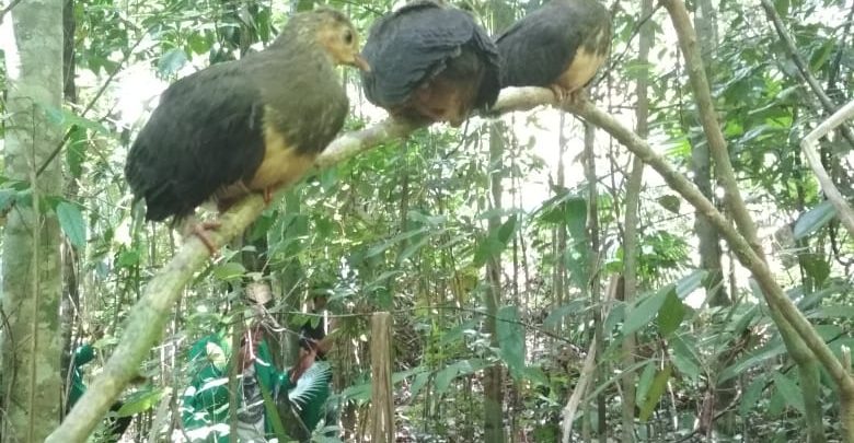 Ketua Pa Dan Tomas Bolsel Lepasliarkan Ana Burung Maleo