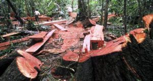 DPRD Bolmut Dukung Polres Tindak Mafia Illegal Logging