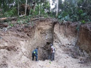 Aktivis Lingkungan: Pengrusak Hutan TNBNW Harus Diberi Efek Jera