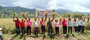 Bangga Dengan Petani, Bupati Limi Panen Perdana Padi Organik