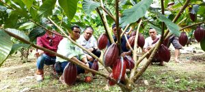 Program Unggulan Tanaman Kakao CSR PT. JRBM Topang Ekonomi Petani
