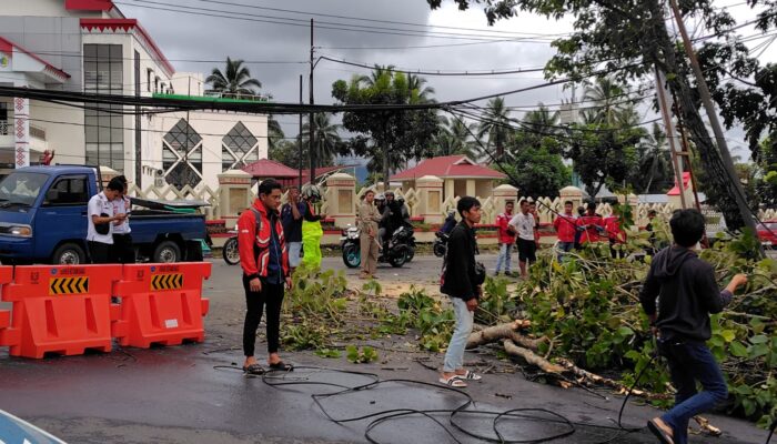 Angin Kencang Terjang Kotamobagu, Sejumlah Pohon Tumbang