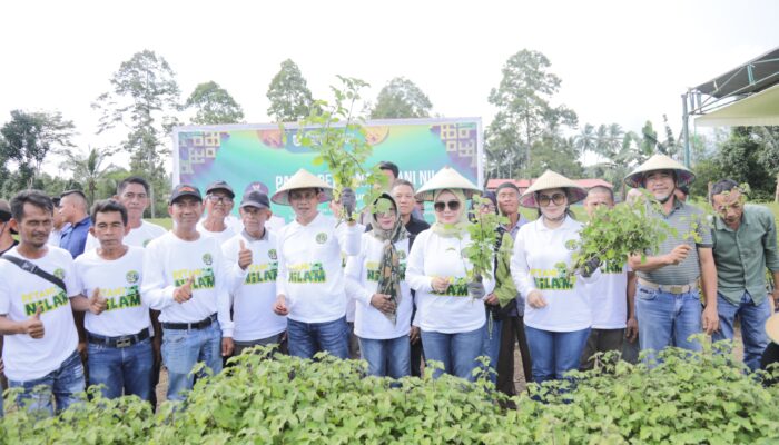 Dukung Petani Nilam, Wali Kota Kotamobagu Kunjungi Perkebunan Monogid