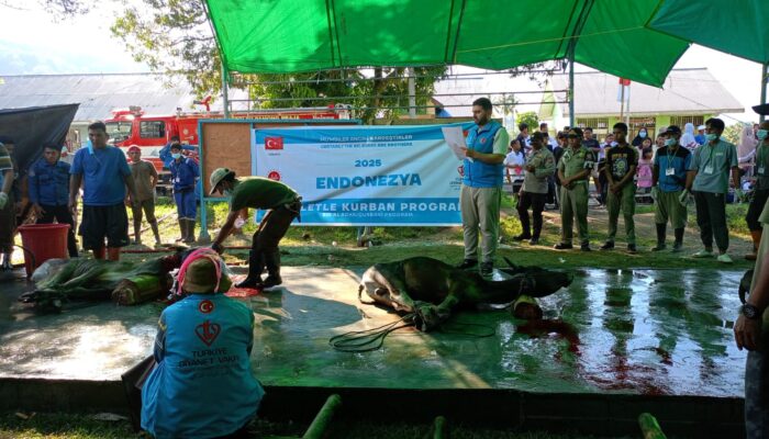Bupati Yusra Hadiri Penyembelihan Hewan Kurban di Al-Luthfi Lolanan