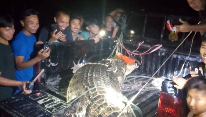 Buaya Panjang 4 Meter Ditangkap di Desa Tolotoyon, Bolaang Mongondow Selatan