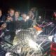 Buaya Panjang 4 Meter Ditangkap di Desa Tolotoyon, Bolaang Mongondow Selatan