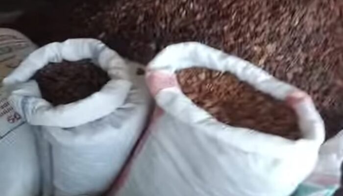 Harga Biji Kakao di Kotamobagu Alami Penurunan
