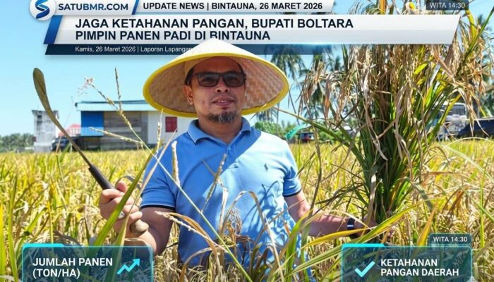 Jaga Ketahanan Pangan, Bupati Boltara Pimpin Panen Padi di Bintauna